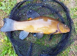 Tench