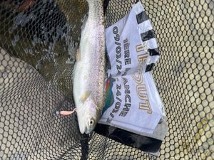 Rainbow Trout