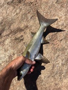 Leaping Mullet