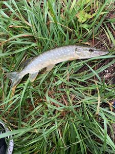 Northern Pike