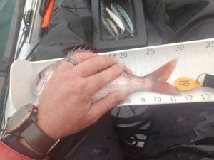 Red Porgy