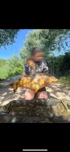 Mirror Carp