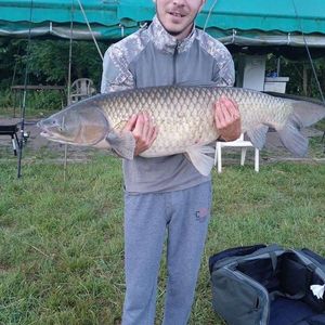 Grass Carp