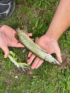 Northern Pike