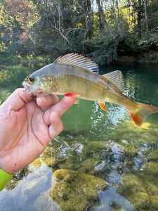 European Perch