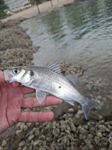 Blackfin Seabass