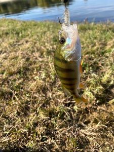 European Perch