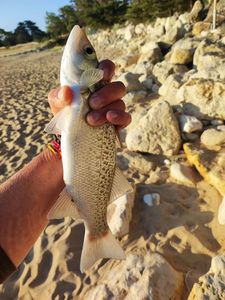 Spotted Seabass