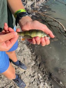European Perch