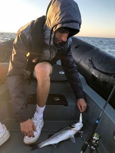 European Bass (Seabass)