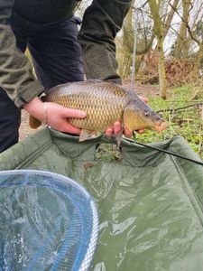 Common Carp