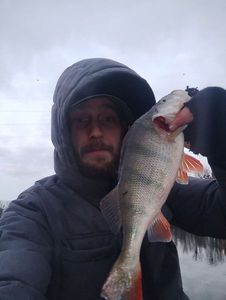 European Perch
