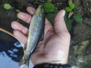 Brown Trout