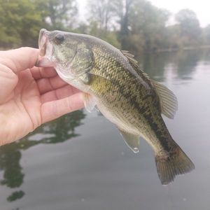 Largemouth Bass