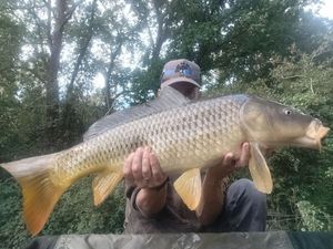 Common Carp