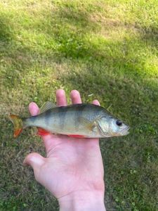 European Perch