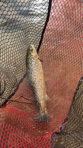 Brown Trout caught by Henri JOURNÉ