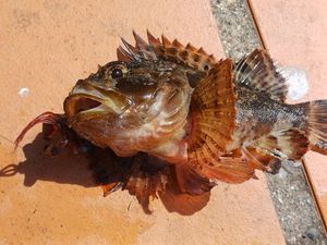 Brown Scorpionfish