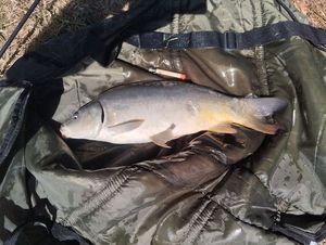 Mirror Carp