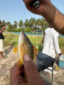 Common Carp