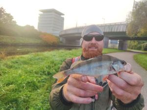 European Perch