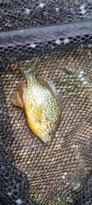 Green Sunfish