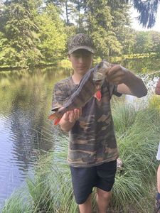 European Perch