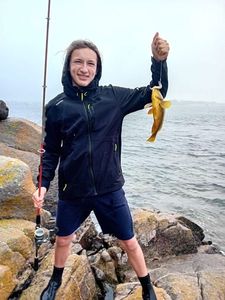 Ballan Wrasse