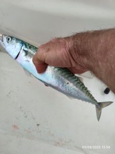 Mackerel