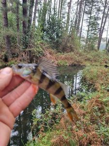 European Perch
