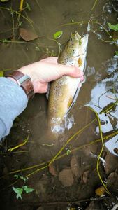 Brown Trout