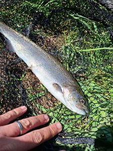 Rainbow Trout