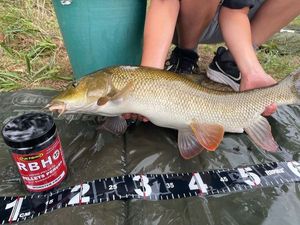 Barbel