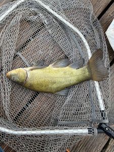 Tench