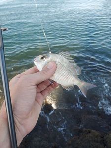 Red Snapper