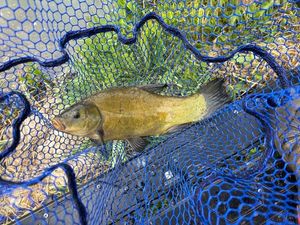 Tench