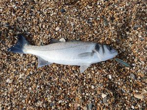 European Bass (Seabass)