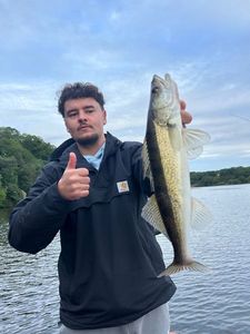 Zander