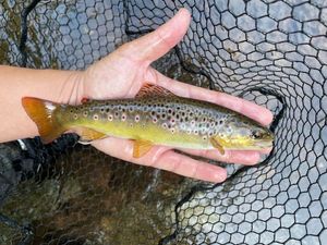 Brown Trout