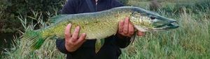 Northern Pike