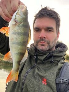 European Perch