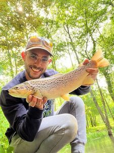 Brown Trout