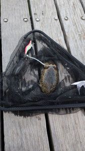 Common Cuttlefish