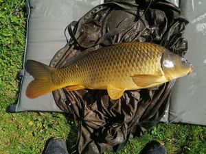 Common Carp