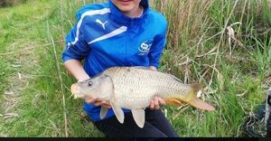 Common Carp