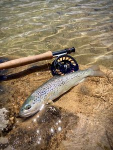 Brown Trout
