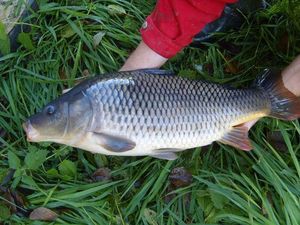 Common Carp