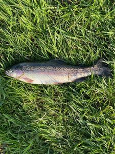 Rainbow Trout