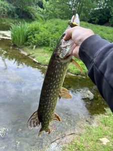 Northern Pike