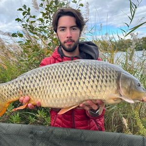 Common Carp